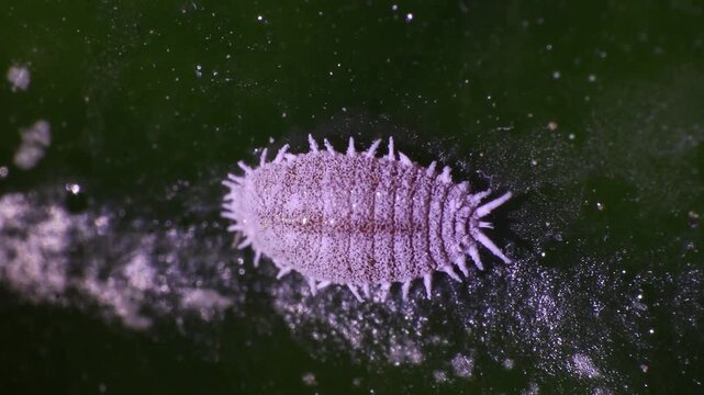 Crawling mealybugs