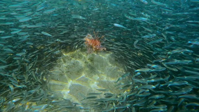 Vivid Lionfish stalks its prey from within dense, rotating funnel of small fish. Striking predator creates dramatic contrast against shimmering silver swarm of little fish during spawn season