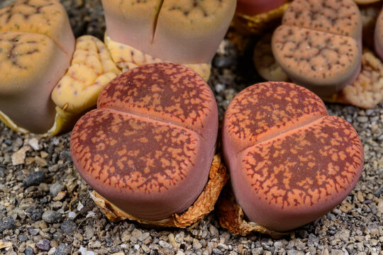 A low-growing succulent plant Lithops aucampia native to South Africa