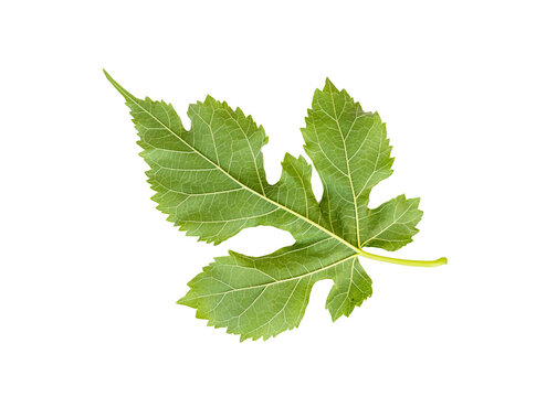 Fresh mulberry leaf back side close up