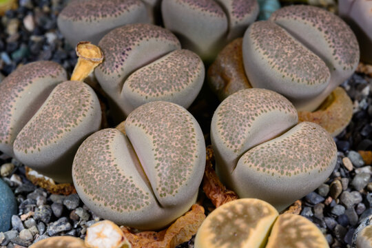 The plant in your image is a variety of Lithops, commonly known as "Living Stones" or "Pebble Plants".