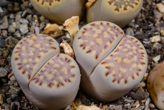 A low-growing succulent plant native to South Africa, designed to resemble stones to avoid being eaten by animals.&nbsp;