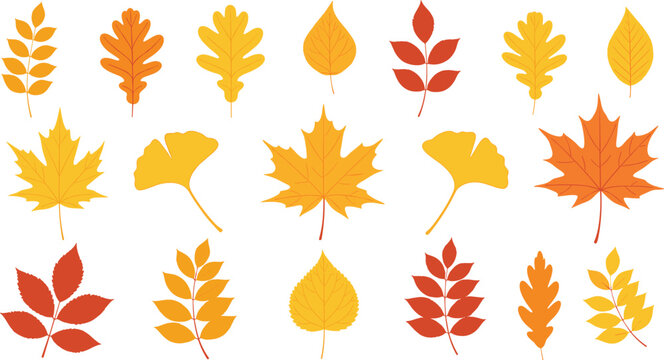 Autumn Leaves Vector Set with Maple, Oak, Ginkgo, and Assorted Fall Foliage in Red, Orange, and Yellow for Seasonal, Nature, and Autumn-Themed Designs.