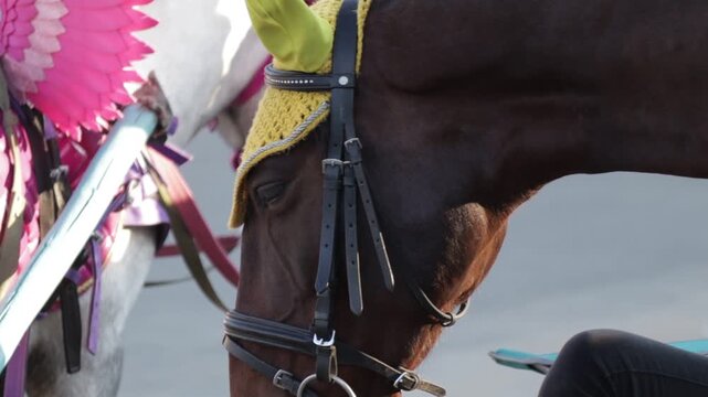 Close-up of a horse wearing a festive harness with bright pink and yellow elements. The intricate design of the bridle and decorative feathers adds a touch of celebration, highlighting the animal's gr