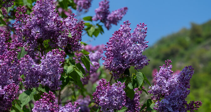 A fragment of a blooming lilac bush on a spring day