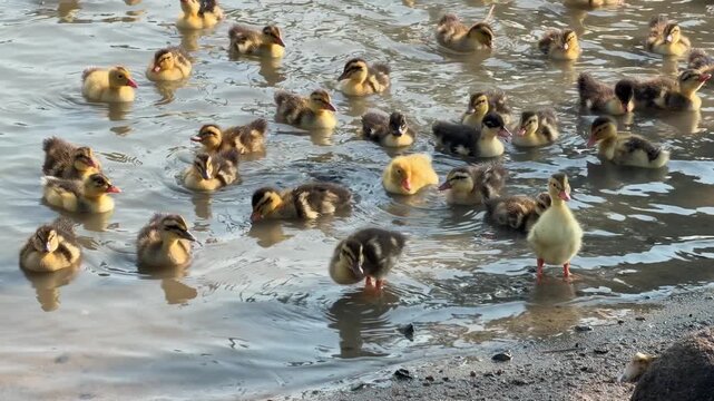 A flock of ducklings swims across the surface of a farm pond while spreading slowly through shallow water in a rural setting. Waterfowl breeding.