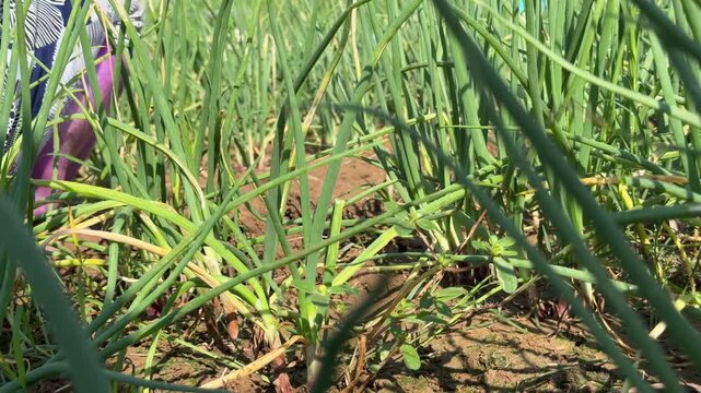 A farmer pulls green onions from the ground across a cultivated plantation plot with neighboring plantings visible nearby during harvesting activity. Agriculture work.