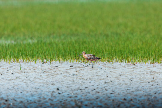Bar-tailed godwit (Limosa lapponica) at Patibunia Mudflat, South 24 Parganas, West Bengal, India