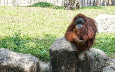 Obraz premium sad orangutan at the zoo, copy space