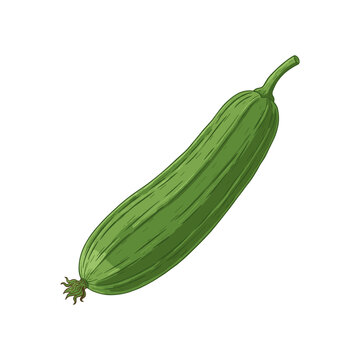 Hand-drawn of a single green luffa gourd vegetable