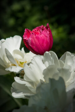 Red tulip behind white fowers against dark green backdrop