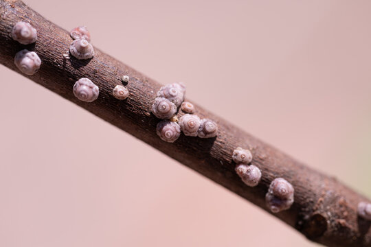 Ceroplastes rusci - fig wax scale insect (on a fig branch)