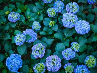 Fototapete Hortensie Close-up of vibrant blue hydrangea (Hydrangea macrophylla) flowers in full bloom with lush green leaves.  © Eka.Nofiandi