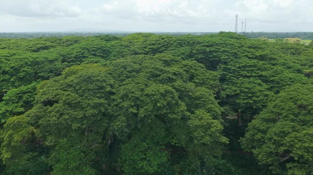 Aerial view flying over dense djawatan forest in java indonesia