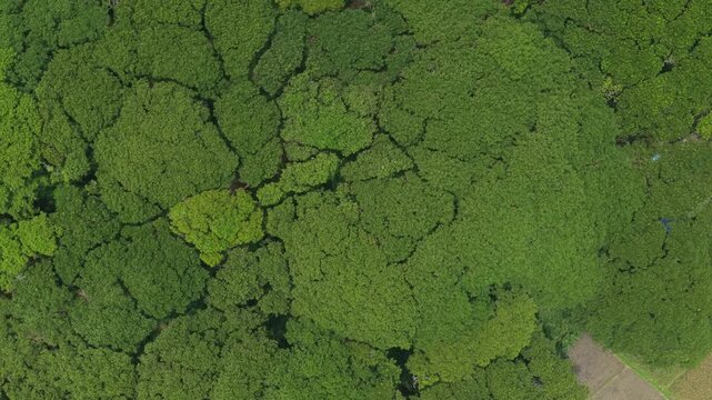 Drone top down view flying over djawatan forest in banyuwangi