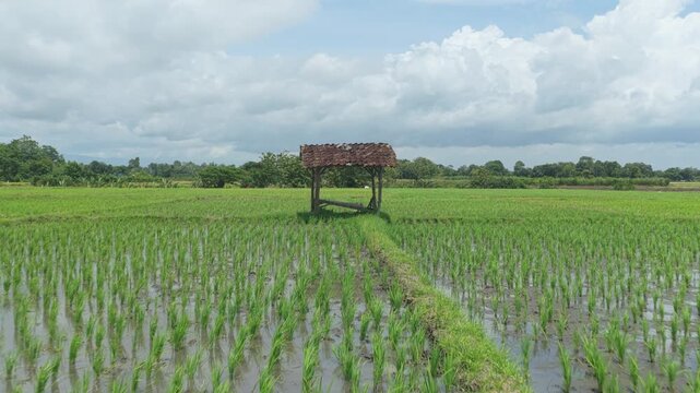 Walking through a lush green rice paddy field in rural java