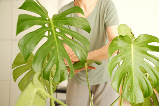 A person tending to a Monstera plant indoors. The individual is wearing a light green shirt and gray pants, focusing on the plant's care.