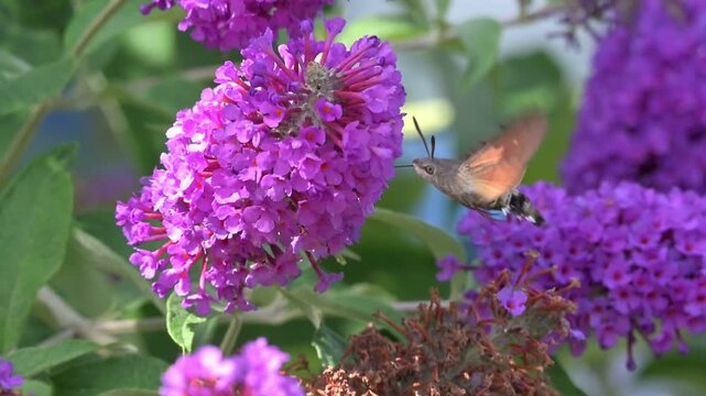 Hummingbird Hawk-Moth (Macroglossum stellatarum) hovering and feeding from Buddleia flowers. Kent, UK [Slow motion x10]