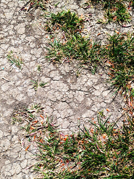 Dried, cracked earth and green grass vegetation trying to growconcept of Climate change impact