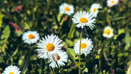 Fototapeta premium macro of white daisy flowers in a sunny green meadow