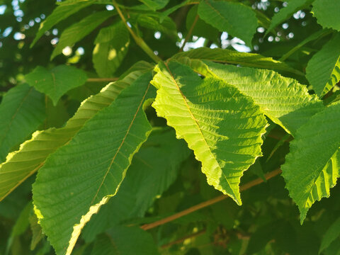 Hojas verdes de casta&ntilde;o de indias con bordes dentados bajo la luz c&aacute;lida del sol