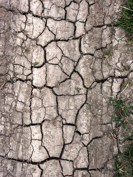 Dried, cracked earth and green grass vegetation trying to growconcept of Climate change impact