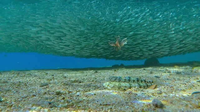 Pair of Lizardfish lie motionless, camouflaged, on sandy bottom, waiting for unlucky prey, while an active predator Red Lionfish approaches massive cloud of Silversides Atherin fish at spawning run.