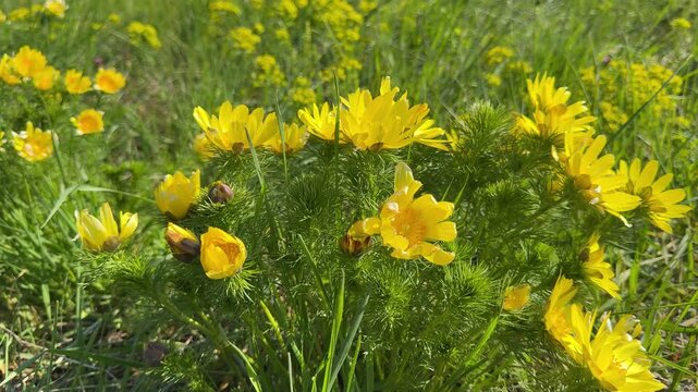 Adonis vernalis is pheasant's eye or spring pheasant's eye. yellow flowers in spring