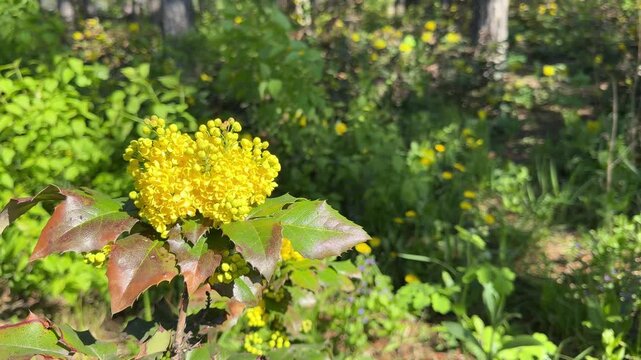 Mahonia Oregon grape Berberis aquifolium Holly-leaved barberry yellow flowering shrub in the forest.