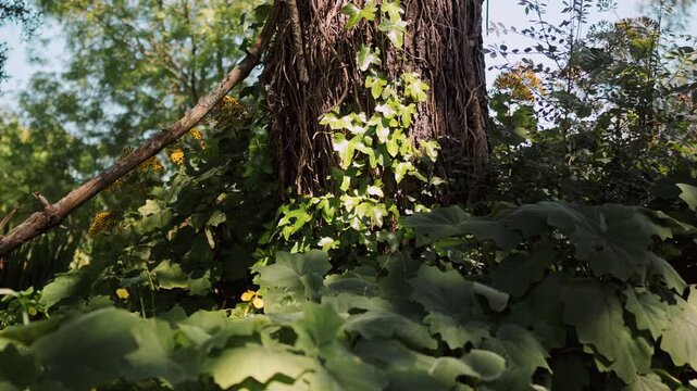 Sunlit Tree Trunk Covered in Ivy and Lush Green Undergrowth in Forest Woodland