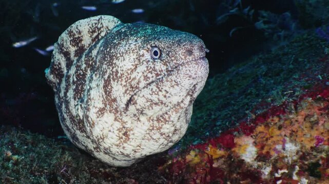ウツボのクローズアップ