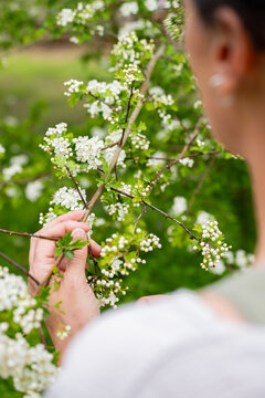 Gros plan sur deux mains cueillant avec pr&eacute;cision de d&eacute;licates fleurs blanches sur un arbuste verdoyant, illustrant un moment de r&eacute;colte artisanale au c&oelig;ur d'une nature luxuriante.