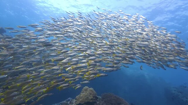 School of Bigeye Snapper swimming over tropical coral reef