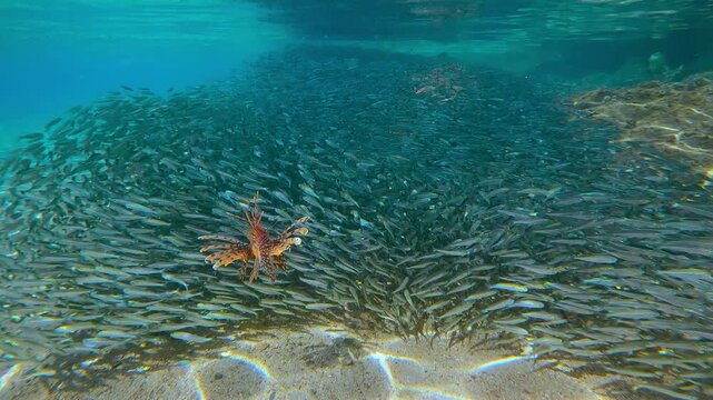 Brilliant orange Lionfish as it cuts into swirling vortex of Silversides. Amidst spawning run, predator navigates dense cloud of Atherina fish, its ornate fins fanned out against shimmering its quarry