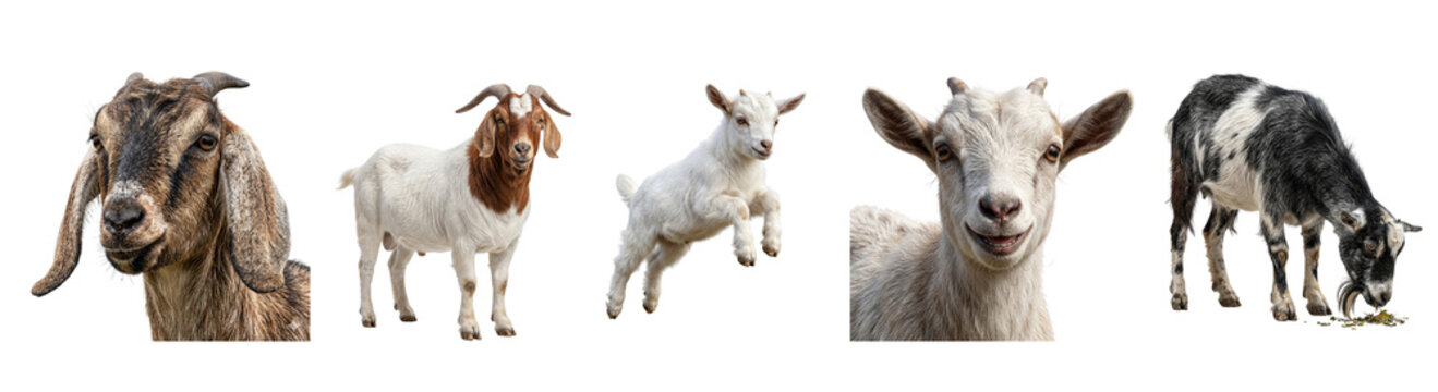 Close-up of goat face with long ears, Boer goat standing, small white goat leaping, curious baby goat face, and black and white goat grazing on grass
