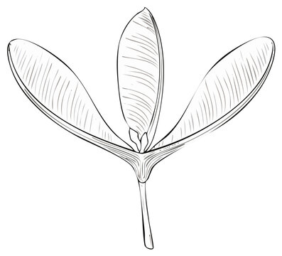 Elegant line art illustration of a trio of maple tree seeds flying in the wind