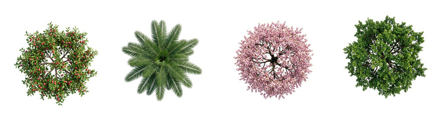 Assortment of five top view fruit trees, palm, flowering cherry, and dense green foliage, perfect for renderings and urban planning simulations © ATIQULISLAM