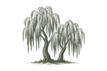 Elegant twin weeping willow trees vector illustration in hand drawn etching style for romantic park and lakeside landscape design © Chairul
