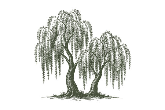 Elegant twin weeping willow trees vector illustration in hand drawn etching style for romantic park and lakeside landscape design