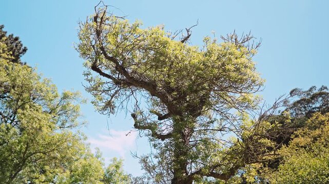 Sunlit Green Tree Against Clear Blue Sky in Lush Summer Woodland Landscape