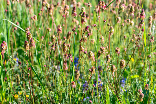 Campo fiorito di sanguisorba in primavera 