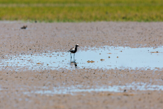 Grey plover or Black-bellied plover (Pluvialis squatarola) at Patibunia, South 24 Parganas, West Bengal, India