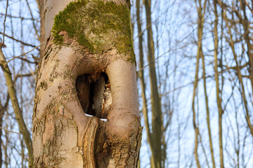 Fototapeta premium An old tree with a deep hollow and remnants of green moss stands in a bright spring forest under a blue sky. The natural bark texture and unusual opening shape create an interesting accent,