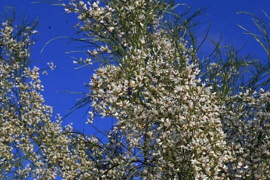 Bridal broom, or Retama monosperma blooming tree branches, in February, in Attica, Greece