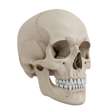 Human skull anatomy with teeth isolated on a transparent background