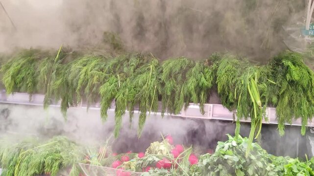 Humidification system spraying mist over fresh dill and greens in refrigerated display case. Modern retail technology for vegetable preservation and freshness maintenance in grocery store.
