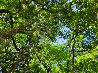 Fototapeta premium blue sky view with tree branches in the forest in summer