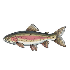 Fototapeta premium Rainbow Trout Fish Illustration - Aquatic Life, Freshwater Species, Fishing Icon