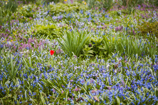 spring flowers in the garden