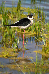 Obraz premium Black-winged stilt, Himantopus himantopus in Aiguamolls de l'Empordà, Spain, Europe